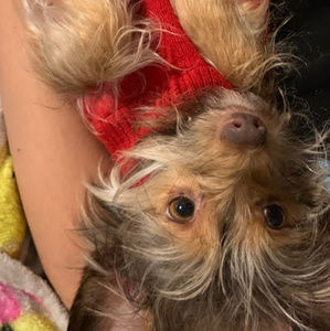 Meet your Posher, Max